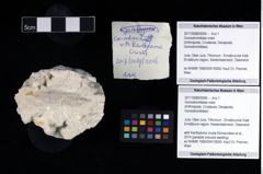 Foto (Objekt + Etikett) von Goniodromitidae indet.  (NHMW-GEO-2017-0089-0006)